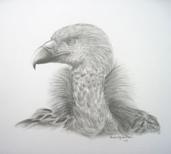 Geier Vogel Bleistift Zeichnung Haike Espenhain