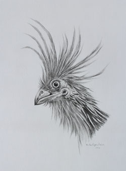 hoatzin schopfhuhn bleistift zeichnung haike espenhain