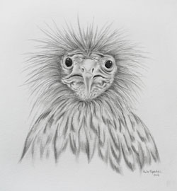 Vogel Schmutzgeier Zeichnung Bleistift Haike Espenhain