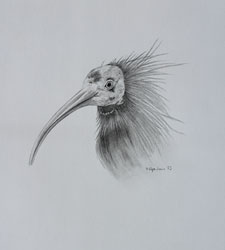 waldrapp bleistift zeichnung haike espenhain