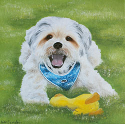 yotkshire terrier "Eddie" Auftragsarbeit Hund Haike Espenhain